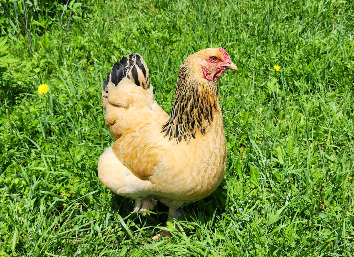 Praline is super mild-mannered, but a bit of a loner. This buff Brahma enjoys long walks thru the woods by herself, contemplating life’s mysteries. She doesn’t mind some head petting at feeding time. She is a light pink layer.