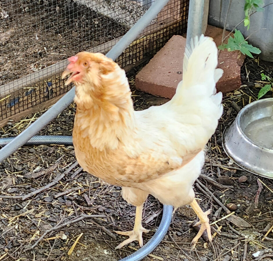 Rose is named after the Yellow Rose of Texas. Lays beautiful light blue eggs.