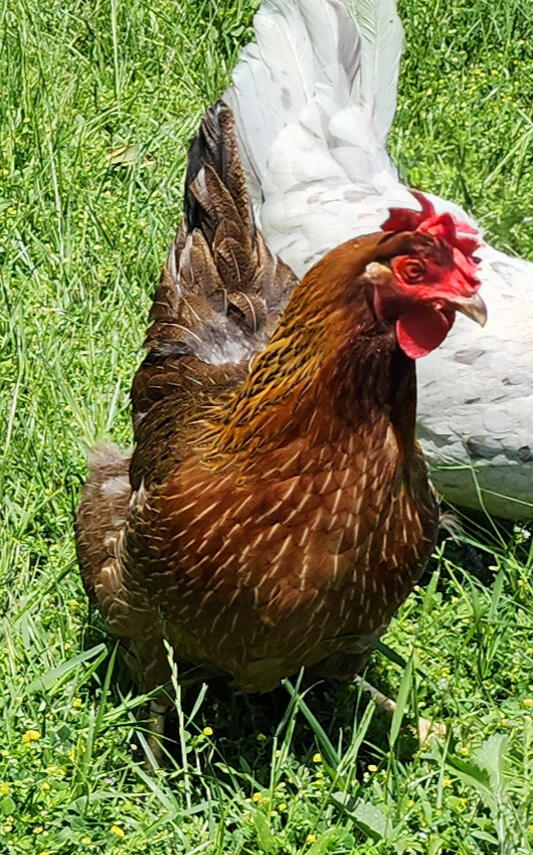 Paprika is a spunky little redhead. One of our yellow/brown layers.